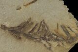 Dawn Redwood (Metasequoia) Fossil - Montana #153723-2